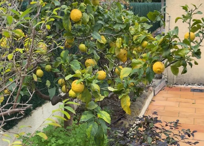 A Casa Patricia Ferienhaus Sari-Solenzara